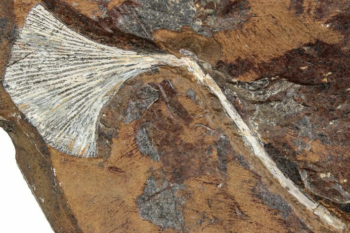 Fossil Ginkgo Leaf From North Dakota - Paleocene #234570